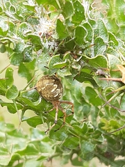 Salsa brisbanae