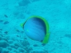 Chaetodon melannotus