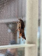 Macroglossinae