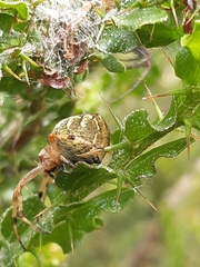 Salsa brisbanae