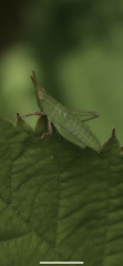 Keyacris