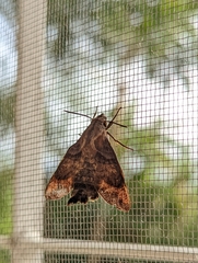 Macroglossinae