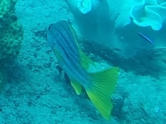 Lutjanus carponotatus