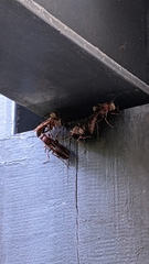 Polistes tenebricosus