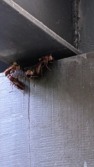 Polistes tenebricosus