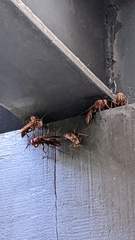 Polistes tenebricosus