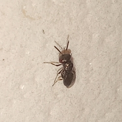 Pteromalidae