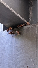 Polistes tenebricosus