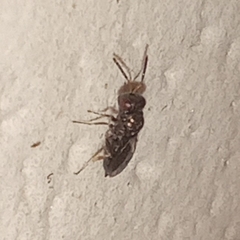 Pteromalidae