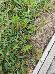 Alysicarpus vaginalis