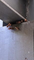 Polistes tenebricosus