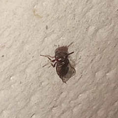 Pteromalidae