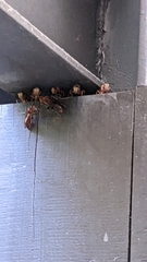 Polistes tenebricosus