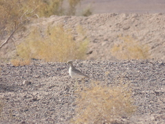 Burhinus oedicnemus