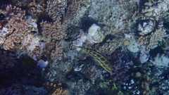 Thalassoma trilobatum