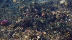 Thalassoma trilobatum