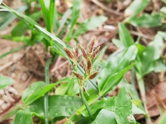 Cyperus rotundus