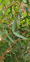 Eucalyptus radiata