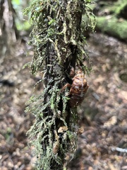 Cicadoidea