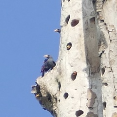 Scissirostrum dubium