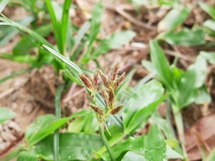 Cyperus rotundus