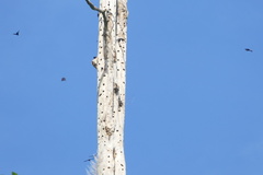 Scissirostrum dubium