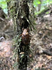 Cicadoidea