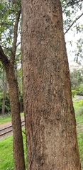 Eucalyptus radiata