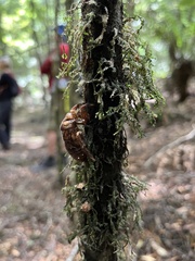 Cicadoidea