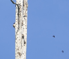 Scissirostrum dubium