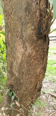 Eucalyptus radiata