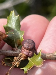 Disholcaspis prehensa