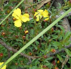 Hibbertia diffusa