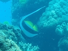 Heniochus acuminatus