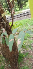 Eucalyptus radiata