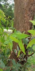 Eucalyptus radiata