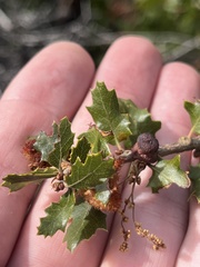 Disholcaspis prehensa