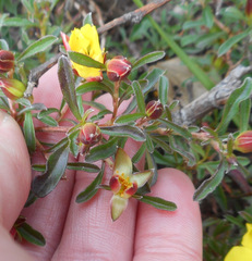 Hibbertia diffusa