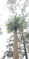 Eucalyptus radiata