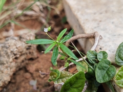 Scleromitrion diffusum