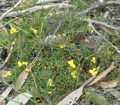Hibbertia diffusa