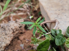 Scleromitrion diffusum