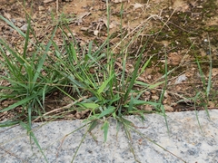 Digitaria radicosa