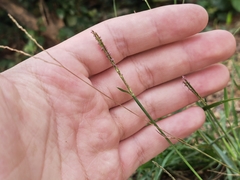 Digitaria radicosa