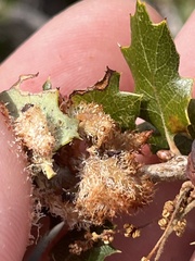 Andricus crystallinus