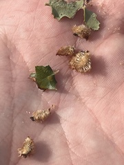 Andricus crystallinus