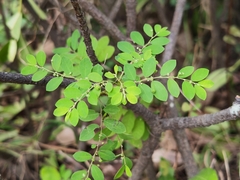 Phyllanthus tenellus