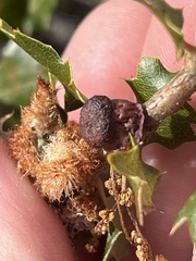 Andricus crystallinus