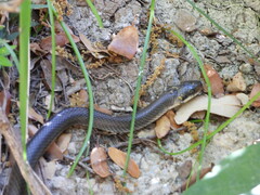 Zamenis longissimus