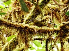 Chlorothraupis stolzmanni